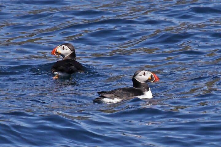 Dingle Blasket Islands: Whale & Dolphin Cruise with Great Blasket Island Landing photo 2