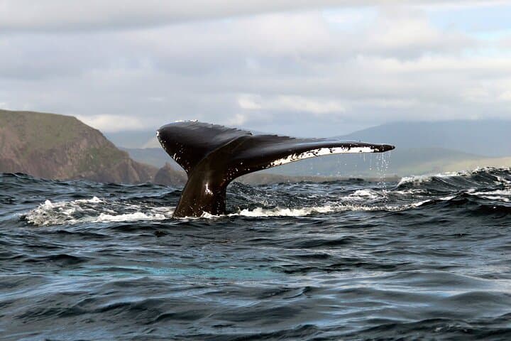Dingle Blasket Islands: Whale & Dolphin Cruise with Great Blasket Island Landing photo 4