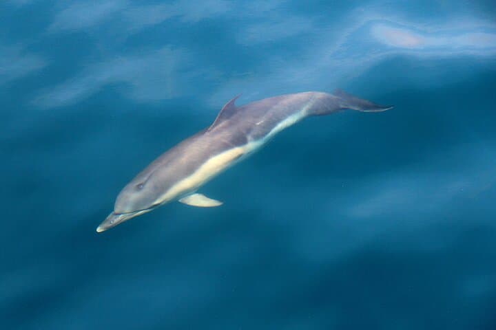 Dingle Blasket Islands: Whale & Dolphin Cruise with Great Blasket Island Landing photo 5