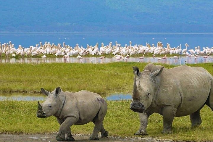 Classic 4-Day Maasai Mara & Lake Nakuru Land Cruiser Safari photo 2