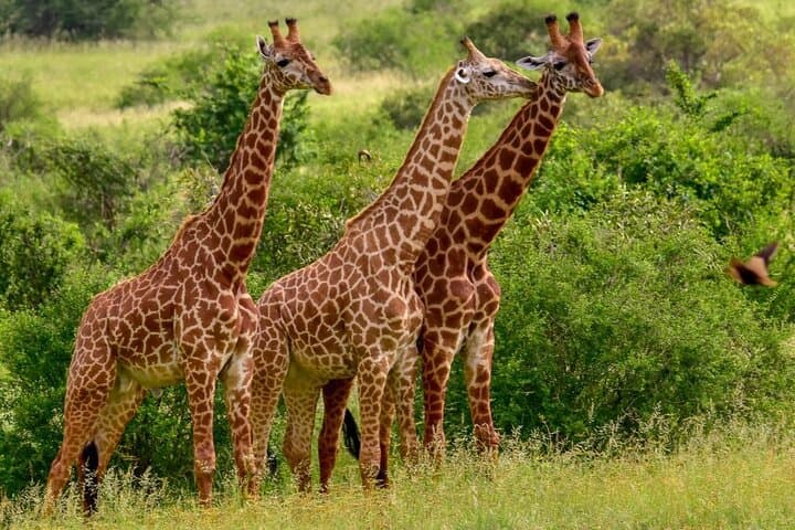 3-Day Tsavo East Safari: Red-Dust Plains, Big Game & Mzima Springs photo 1