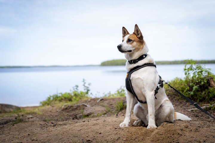Hike with Lappish Dogs in Lapland: Guided Arctic Trek from Rovaniemi