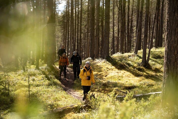 Hike with Lappish Dogs in Lapland: Guided Arctic Trek from Rovaniemi photo 4