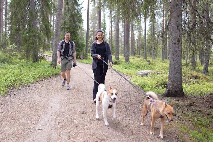 Hike with Lappish Dogs in Lapland: Guided Arctic Trek from Rovaniemi photo 3