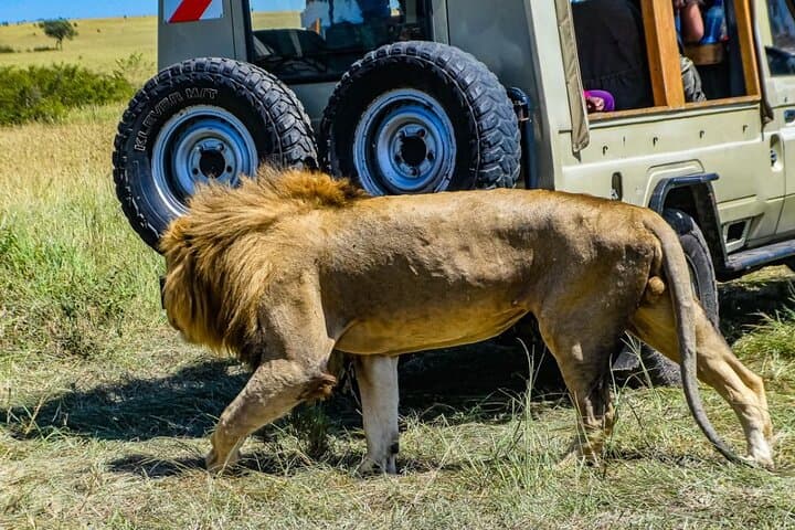 Private 3-Day Masai Mara Safari: Big Five Game Drives & Maasai Culture photo 1