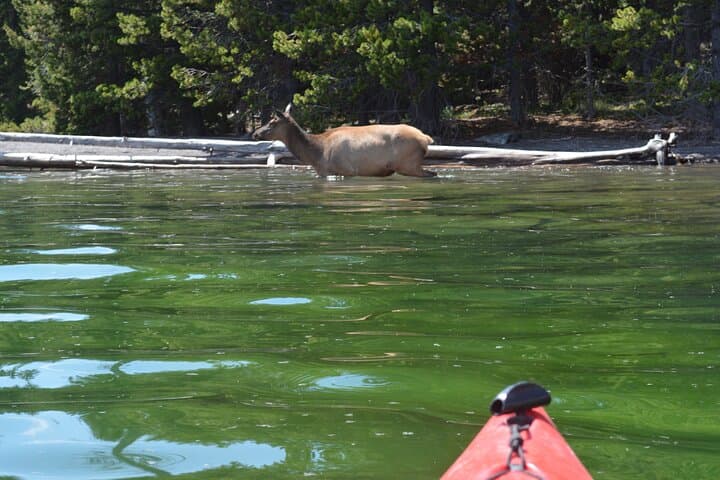Sunset Kayaking on Yellowstone Lake — Small-Group Tour Past West Thumb & Geyser Basins photo 4