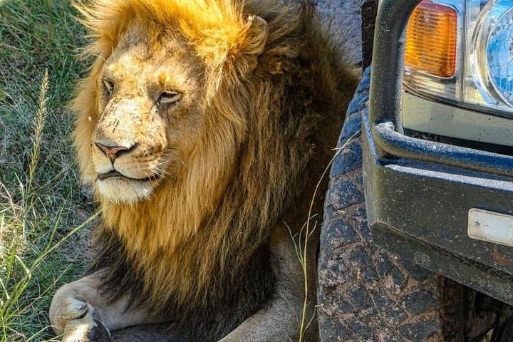 Private 3-Day Masai Mara Safari: Big Five Game Drives & Maasai Culture photo 2