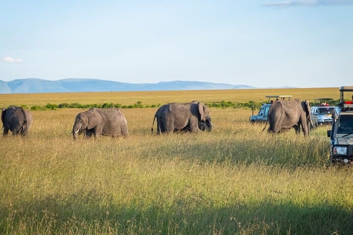 Private 3-Day Masai Mara Safari: Big Five Game Drives & Maasai Culture photo 3