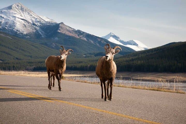Icefields Parkway: Lake Louise, Moraine & Peyto Full-Day Private Tour photo 2