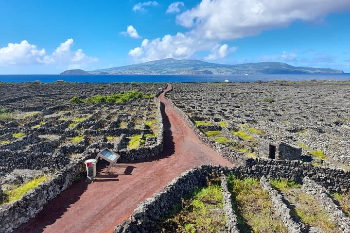 Inside Pico Island's Volcanic Vineyards: A Winemaker-Led Wine Tour photo 5