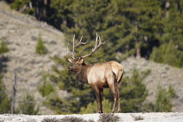 Yellowstone National Park Full-Day Private Guided Tour: Explore Geysers, Wildlife & Volcanic Landscapes photo 3