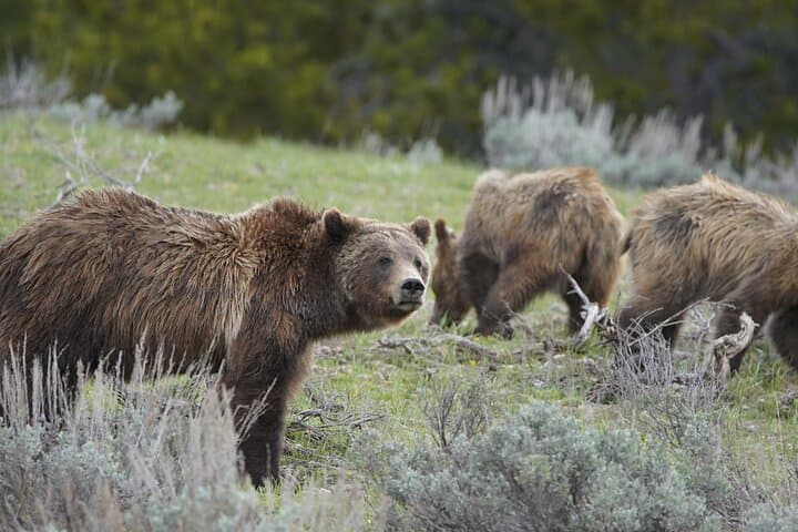 Yellowstone National Park Full-Day Private Guided Tour: Explore Geysers, Wildlife & Volcanic Landscapes photo 4