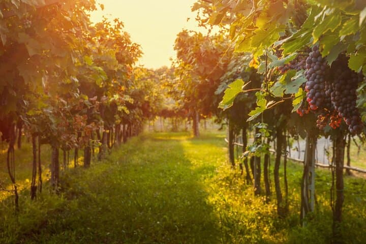 Baden-Neuweier Vineyard Walking Tour: Hills, History & Wine Tasting photo 5