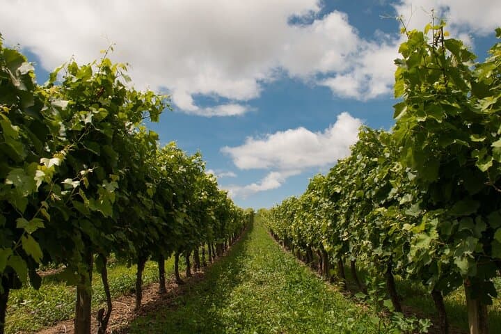 Baden-Neuweier Vineyard Walking Tour: Hills, History & Wine Tasting photo 2