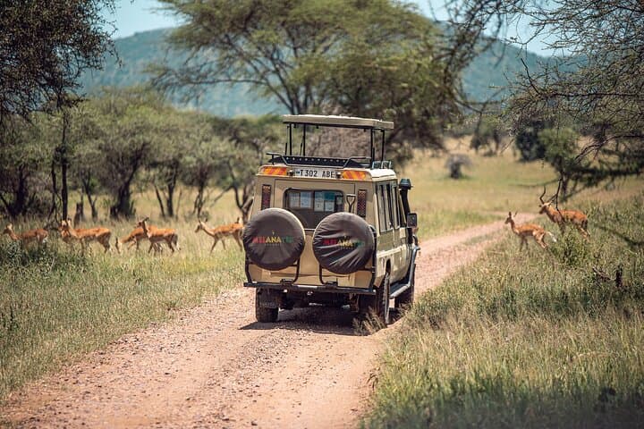 Mikumi Day Safari from Zanzibar: Big-Game Viewing in a Single Day