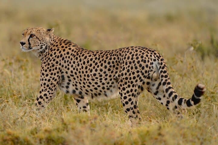 Mikumi Day Safari from Zanzibar: Big-Game Viewing in a Single Day photo 2