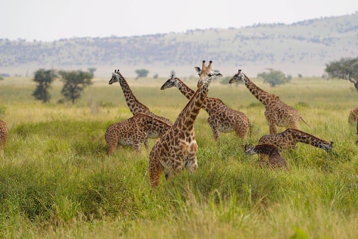 Mikumi Day Safari from Zanzibar: Big-Game Viewing in a Single Day photo 3