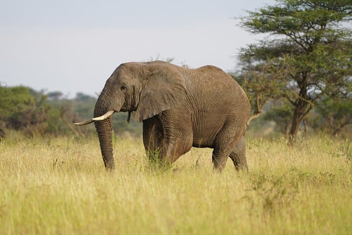 Mikumi Day Safari from Zanzibar: Big-Game Viewing in a Single Day photo 4