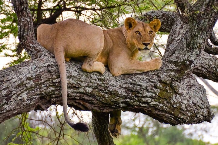 Mikumi Day Safari from Zanzibar: Big-Game Viewing in a Single Day photo 6