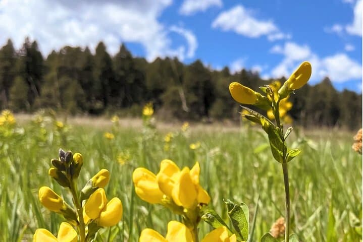 Hike and Paint at Mt. Falcon: Colorado Outdoor Art Workshop photo 5