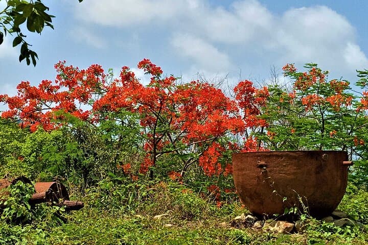 St. Martin & St. Maarten: Half-Day Museum and Beach Lunch Tour photo 2