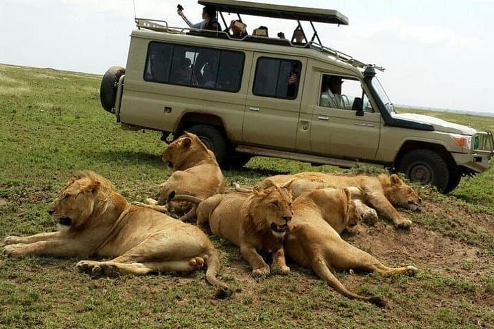 Tracking the Great Wildebeest Migration: 8-Day Private Serengeti & Ngorongoro Safari photo 2
