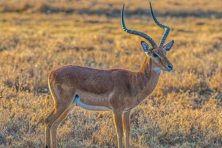 Ol Pejeta 1-Day Safari from Nairobi: Big Five, Chimps & Rhinos photo 2