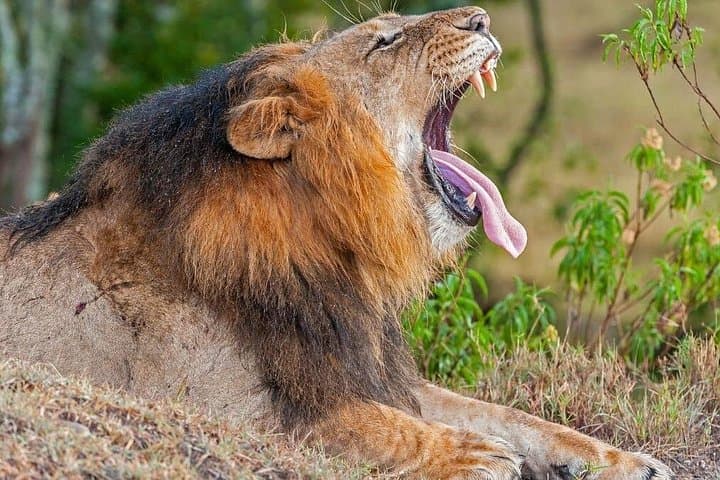 Ol Pejeta 1-Day Safari from Nairobi: Big Five, Chimps & Rhinos photo 3