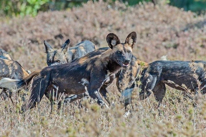 Ol Pejeta 1-Day Safari from Nairobi: Big Five, Chimps & Rhinos