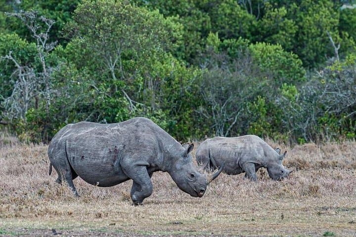 Ol Pejeta 1-Day Safari from Nairobi: Big Five, Chimps & Rhinos photo 4