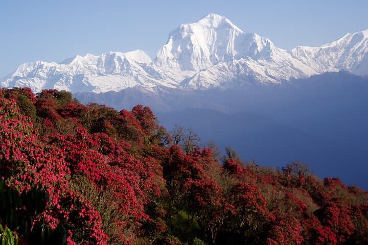 Annapurna Base Camp Trek: 11-Day High-Altitude Trek from Pokhara photo 6