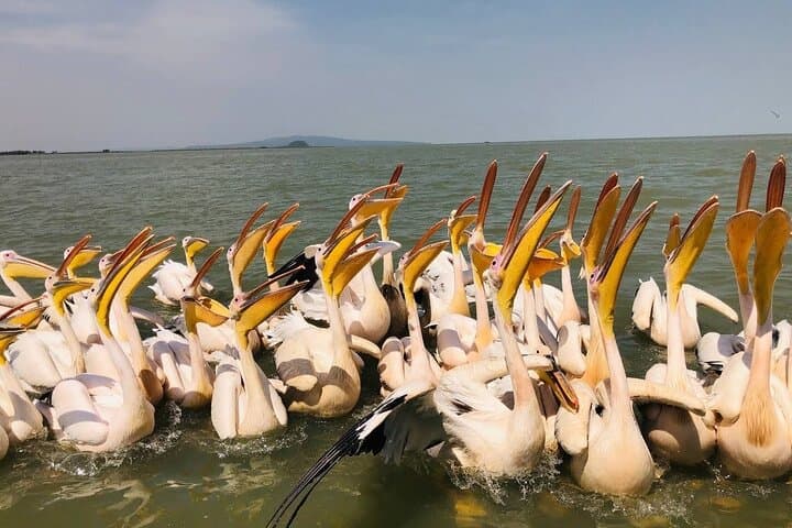 Lake Tana & Blue Nile Falls Day Trip from Bahir Dar — Monasteries, Hippos & Tis Abay photo 3