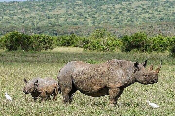 Two-Day Aberdare & Solio Ranch Safari: Rhino Conservation and Highland Game Drives photo 5