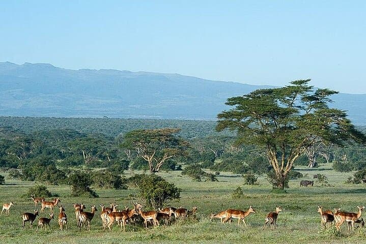 Two-Day Aberdare & Solio Ranch Safari: Rhino Conservation and Highland Game Drives photo 6