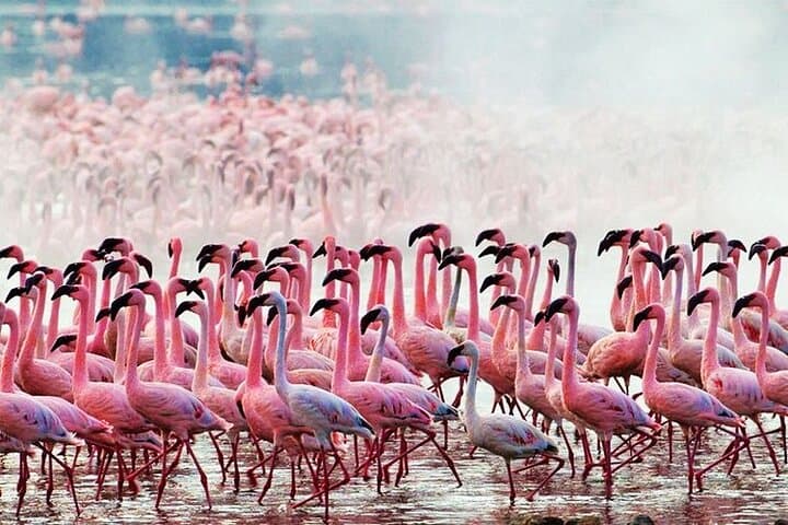 Amboseli & Tsavo East: 3-Day Safari for Elephants, Kilimanjaro Views and Red-Soil Plains photo 4