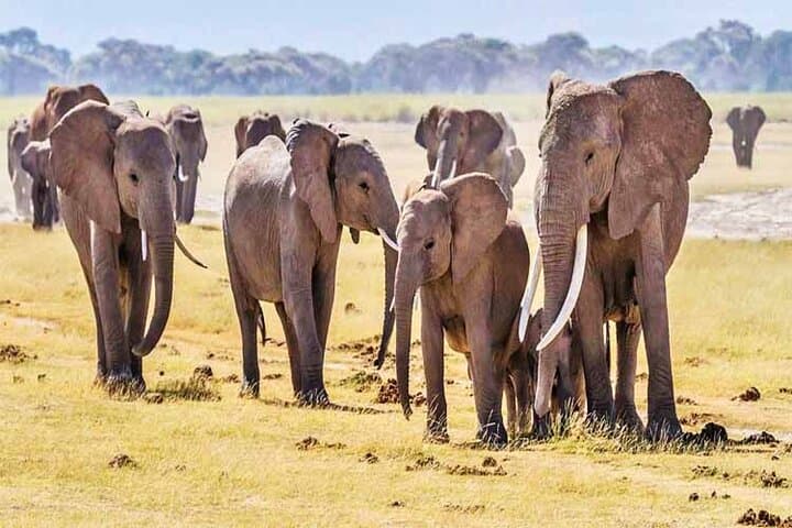 Amboseli & Tsavo East: 3-Day Safari for Elephants, Kilimanjaro Views and Red-Soil Plains photo 5