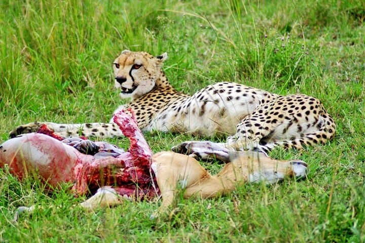 Amboseli & Tsavo East: 3-Day Safari for Elephants, Kilimanjaro Views and Red-Soil Plains photo 3