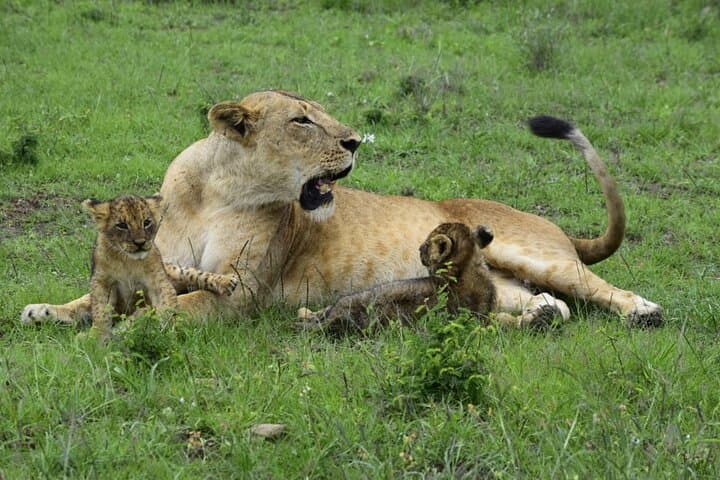 Day Trip to Maasai Mara from Nairobi — Big Five Safari in a Day photo 2