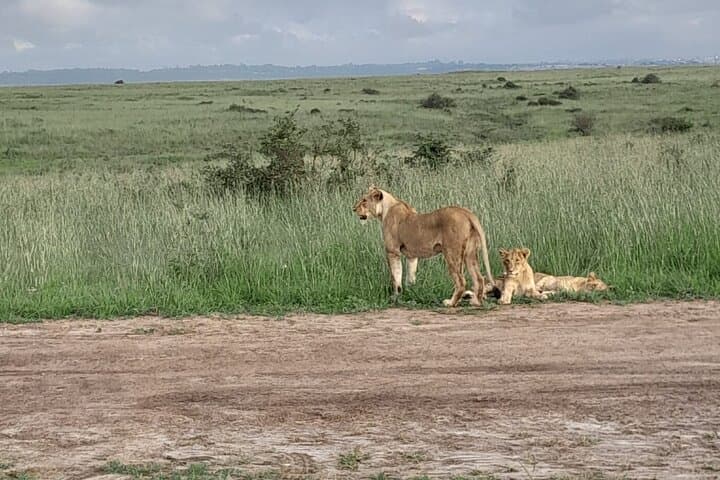 Day Trip to Maasai Mara from Nairobi — Big Five Safari in a Day photo 3