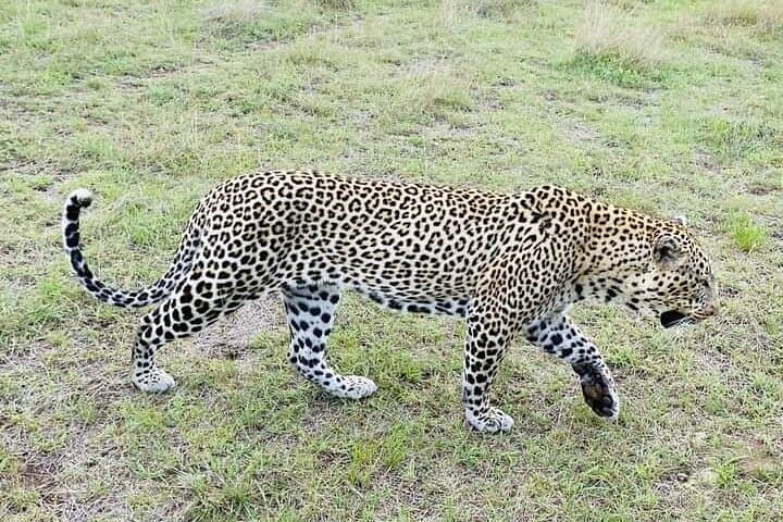 Day Trip to Maasai Mara from Nairobi — Big Five Safari in a Day photo 4