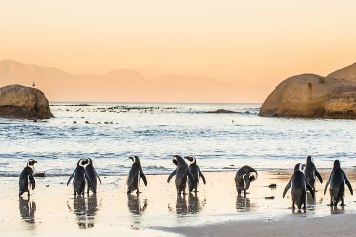 Cape Peninsula Tour — Cape Point, Boulders Beach Penguins & Chapman’s Peak Drive photo 4