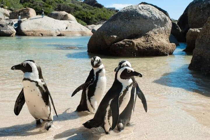 Cape Peninsula Tour — Cape Point, Boulders Beach Penguins & Chapman’s Peak Drive photo 6