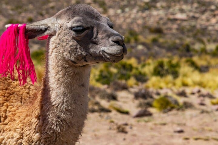 2-Day Colca Canyon Condor & Cultural Experience from Arequipa photo 3