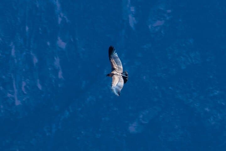 2-Day Colca Canyon Condor & Cultural Experience from Arequipa photo 4