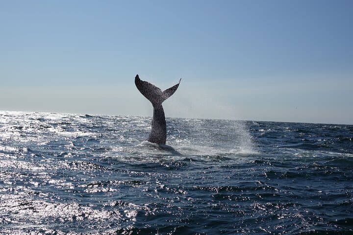 Three-Hour Whale Watching Cruise from Reykjavík Old Harbour photo 4