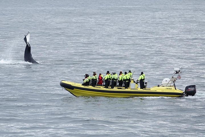 RIB Whale Watching from Reykjavík Old Harbour: High-Speed Marine Wildlife Tours photo 1