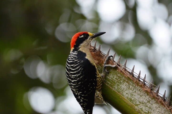 Full-Day Bird Watching in Guayaquil — Tumbesian Endemics & Estuary Wetlands