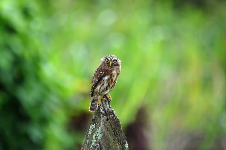 Full-Day Bird Watching in Guayaquil — Tumbesian Endemics & Estuary Wetlands photo 2