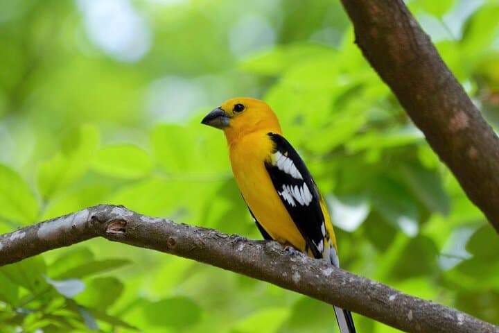 Full-Day Bird Watching in Guayaquil — Tumbesian Endemics & Estuary Wetlands photo 3