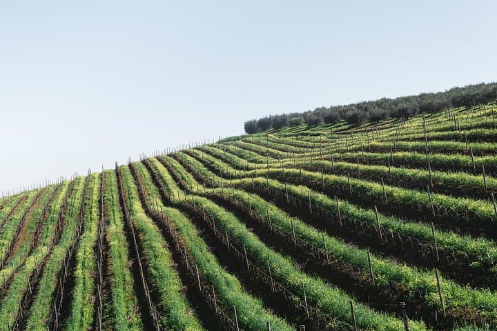 Private Napa Valley and Sonoma Wine Tour – 6–7 Hour Guided Tastings photo 4